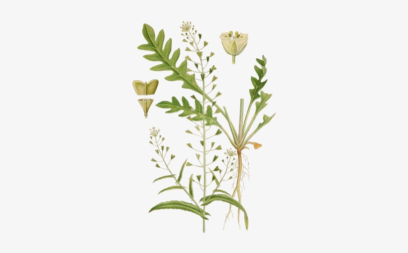 Pin By Melanie Martin On Shepherd's Purse - Giclee Painting: Shepherd's Purse, Capsella Bursa Pastoris, transparent png download
