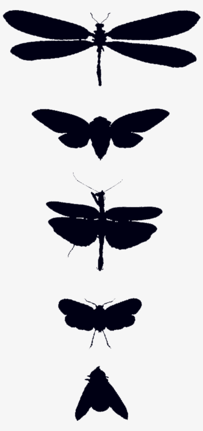 Bug Study - Tattly Temporary Tattoos - Remix One - Set Of 8, Black, transparent png download