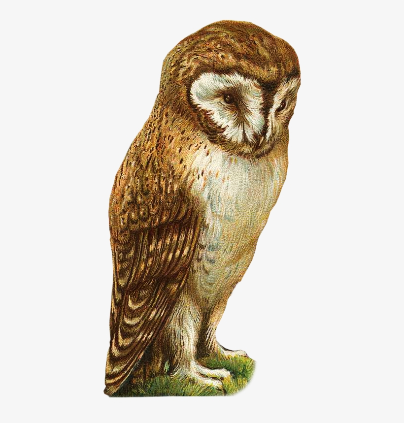 Vintage Owl Oval Ornament, transparent png download