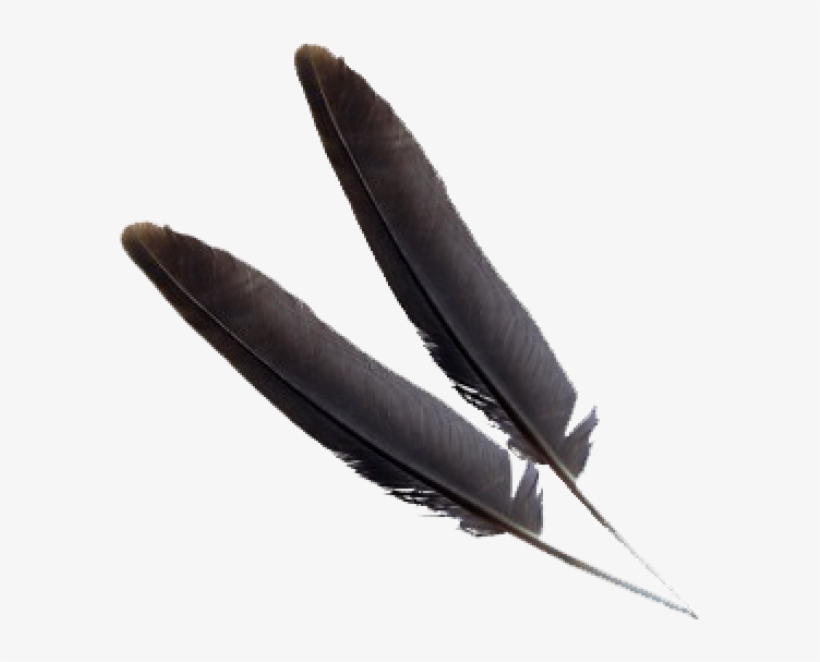 Black Png Feather Download - Feather, transparent png download