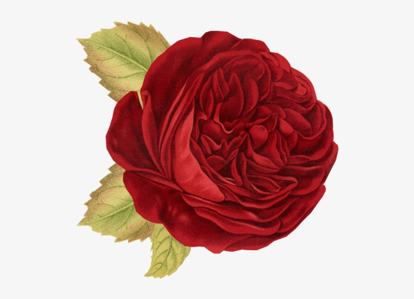 Red Rose - Rose Flower Throw Blanket, transparent png download