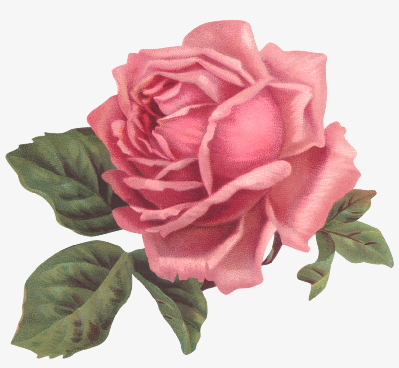 Un Poco De Romanticismo Antes Que Acabe El Domingo - Rosa Shabby Chic Png, transparent png download