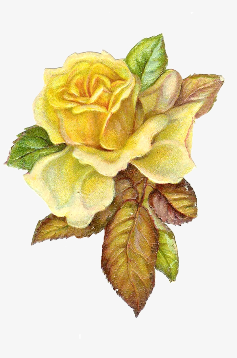 Vintage Roses Png, transparent png download