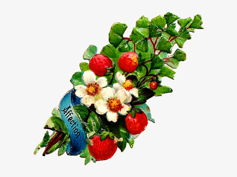 Antique Images Free Flower Clip Art White Rose And - Vintage Strawberry Png, transparent png download