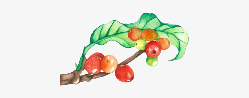 How We Source & Roast Our Coffee - Coffee Tree Watercolor, transparent png download