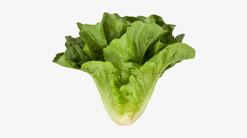 Download Romaine Cos Lettuce Png Image - Romaine Lettuce Png, transparent png download