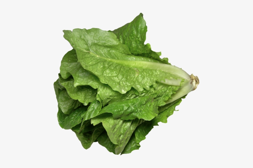 Download Romaine Lettuce Png Image - Iceberg Lettuce Leaf, transparent png download