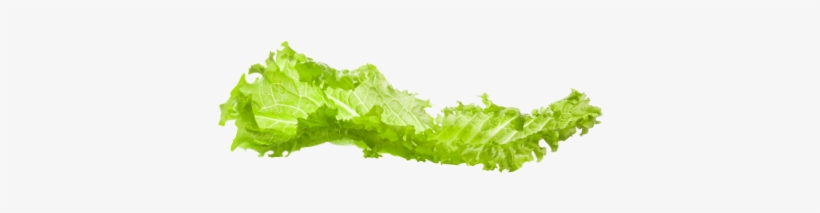Lettuce - Tree, transparent png download