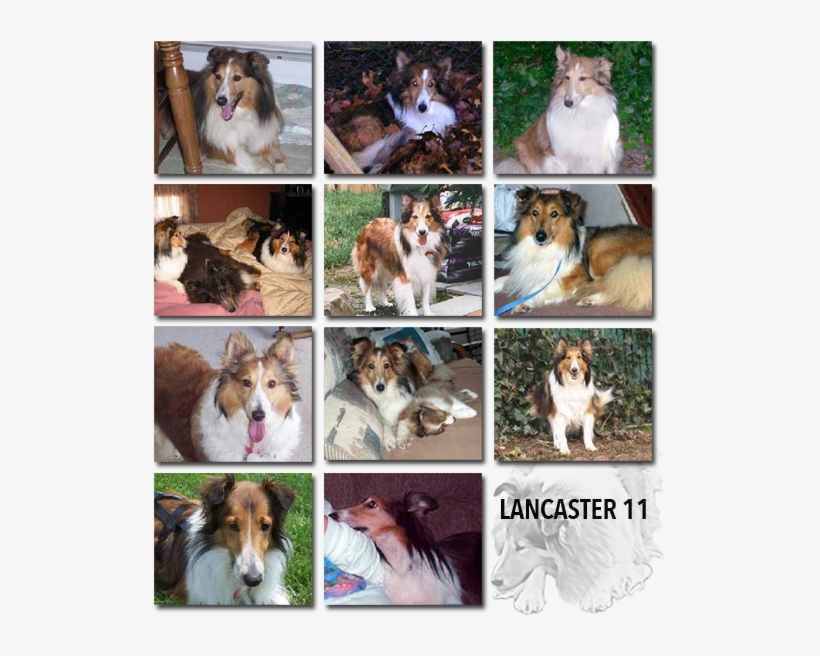 We Do Not Permit Adoptions Of Shelties As Gifts - Rough Collie, transparent png download