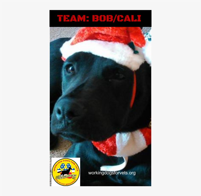 Team - Bob/cali - Labrador Retriever, transparent png download