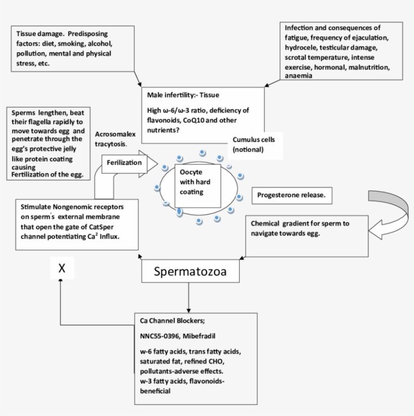 Unhealthy Diet And Lifestyle And Environment Damages - Diagram, transparent png download