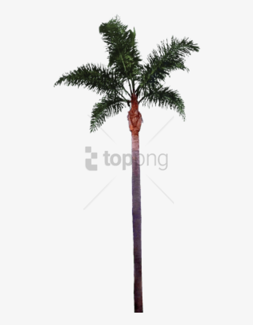 Free Png Palm Tree Trunk Png Image With Transparent - Palm Tree Png, transparent png download