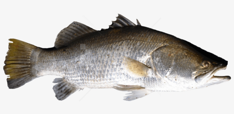 Free Png Download Fish Png Images Background Png Images - Fish Png, transparent png download