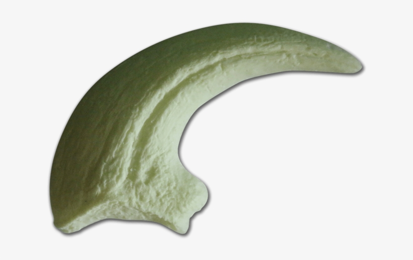 Claw Png Pic - Raptor Claw Png Transparent PNG - 1024x682 - Free