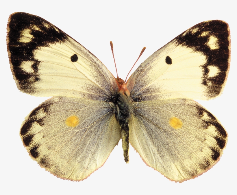 Mariposas Png Para Photoshop - Pale Clouded Yellow Butterfly, transparent png download