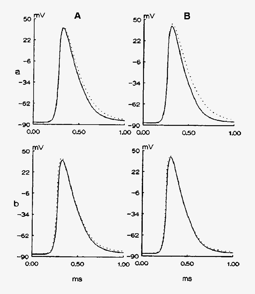 Action Potentials, At The Tenth Node Only, Of Human - Diagram, transparent png download