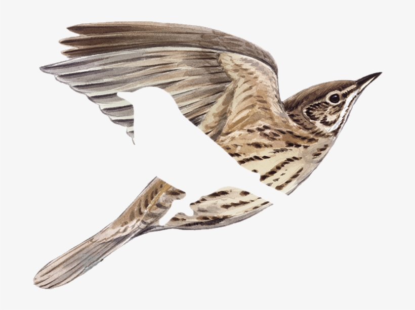 Señora De Las Alturas - American Tree Creeper, transparent png download