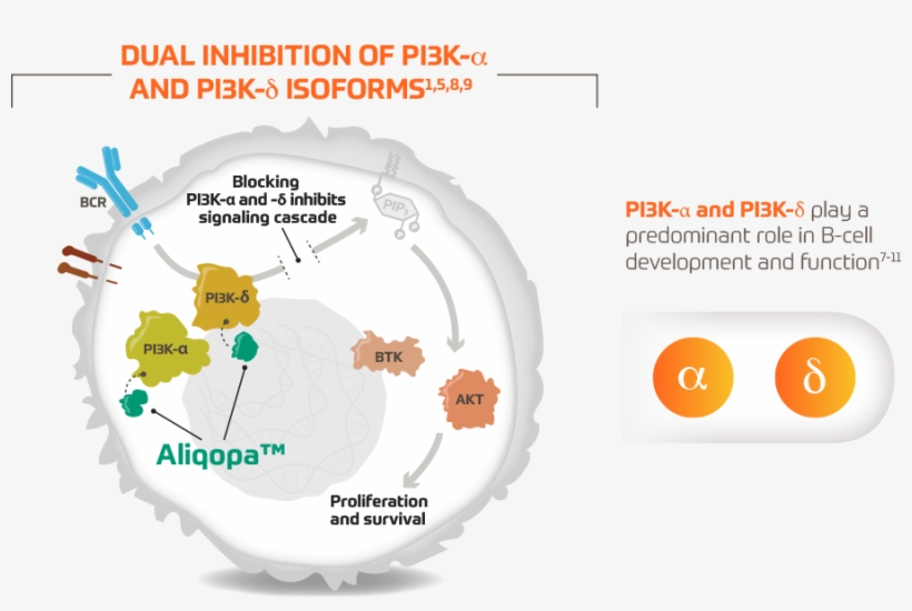 Aliqopa™ Mechanism Of Action - Circle, transparent png download