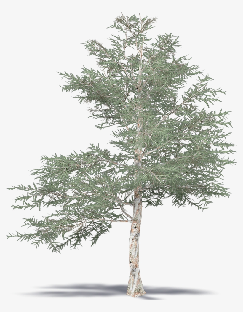 Japanese Red Pine - Mexican Pinyon, transparent png download