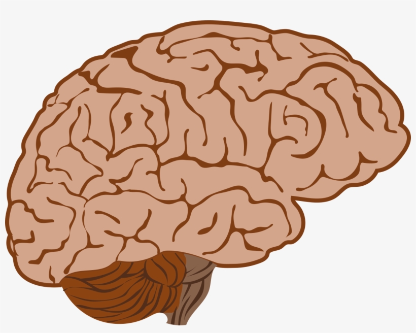 Brain Illustrations And Clip Art - Illustration, transparent png download