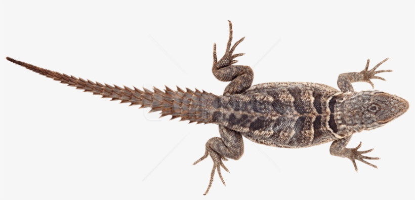 Free Png Lizard Png Pics Png Images Transparent - سكرابز سحلية, transparent png download