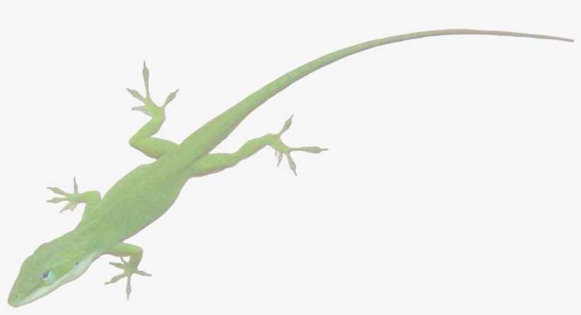 The New Southern View Ezine / Talk To The Animals - Anole Transparent, transparent png download