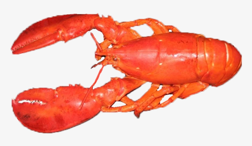 American Lobster, transparent png download