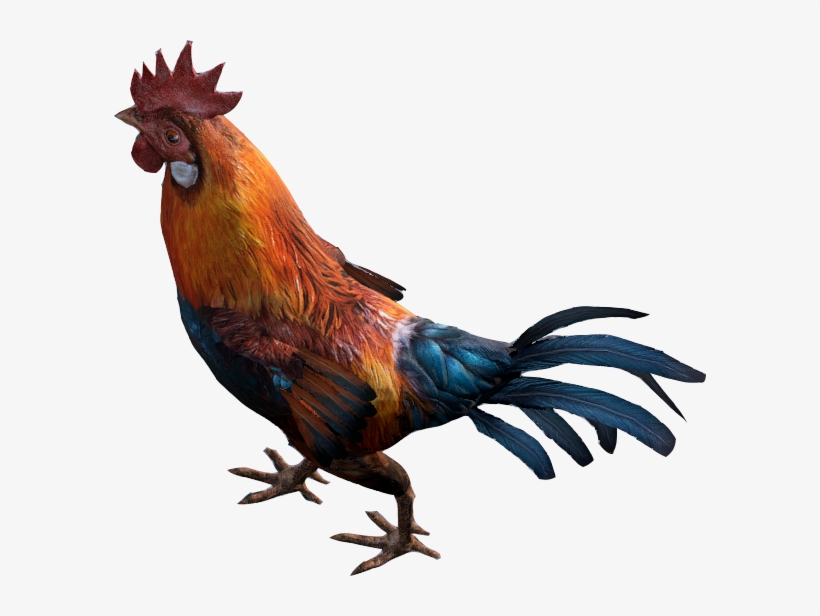 Rooster, transparent png download