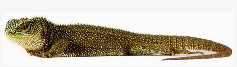 900 X 600 3 - Amazonian Lizard Png, transparent png download