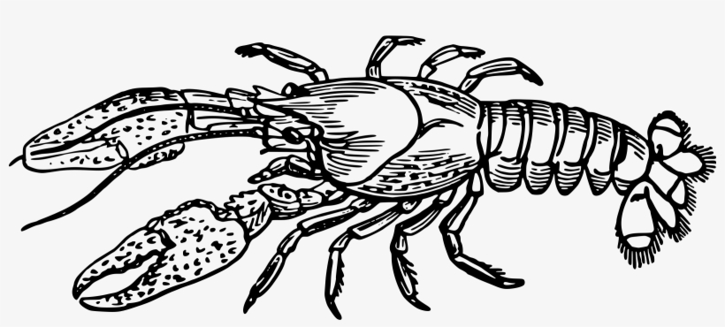 Banner Freeuse Big Image Png - Lobster Black And White, transparent png download