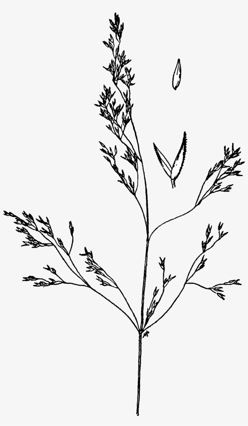 Agrostis Idahoensis Drawing - Agrostis Idahoensis, transparent png download