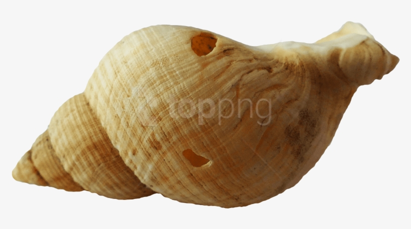 Free Png Sea Ocean Shell Png Images Transparent - Transparent Background Seashell Png, transparent png download