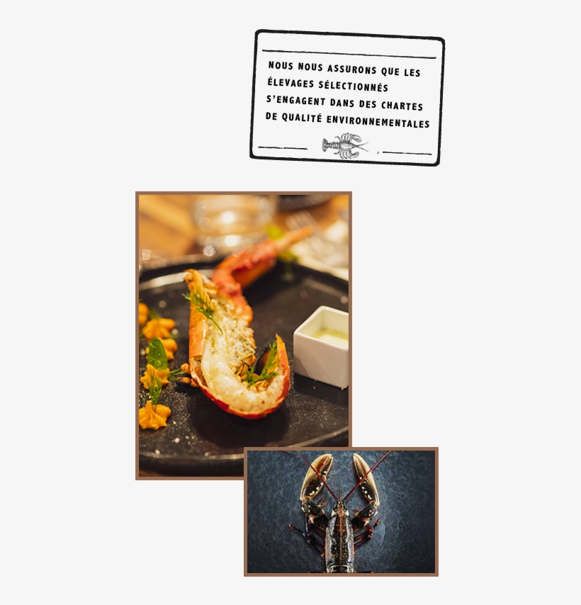 Live Lobster From Brittany And Canada - American Lobster, transparent png download