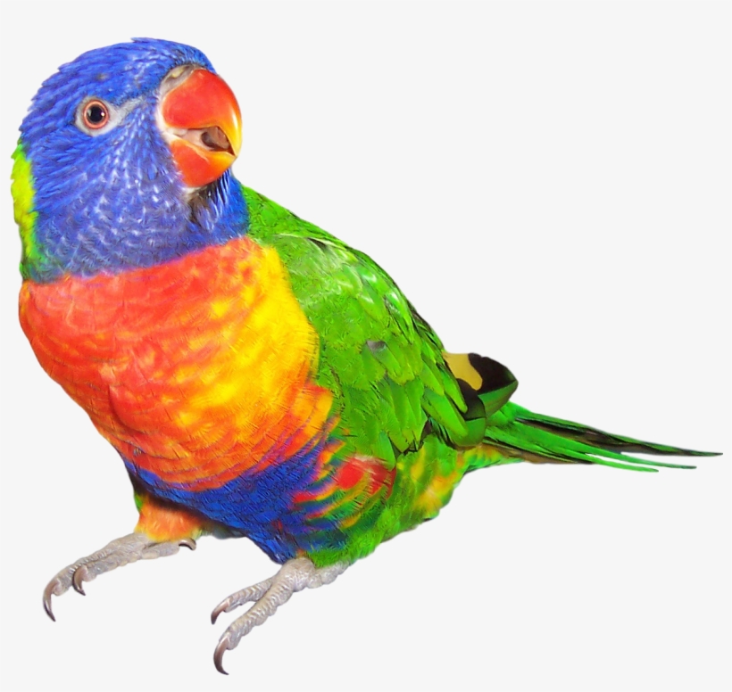 Png Transparent Lorikeet Bird Budgerigar Dog Transprent - Rainbow Lorikeet No Background, transparent png download