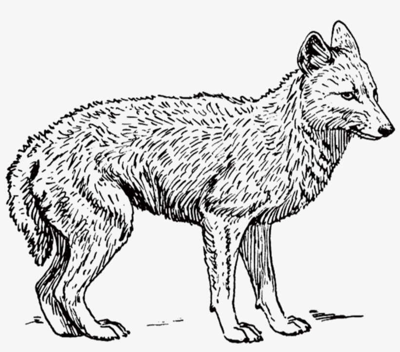 Dog Backed Jackal Wolf Transprent Blackbacked - Black And White Jackal, transparent png download