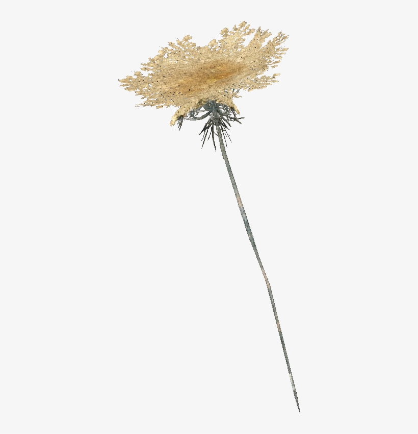 The Vault Fallout Wiki - Pond Pine, transparent png download