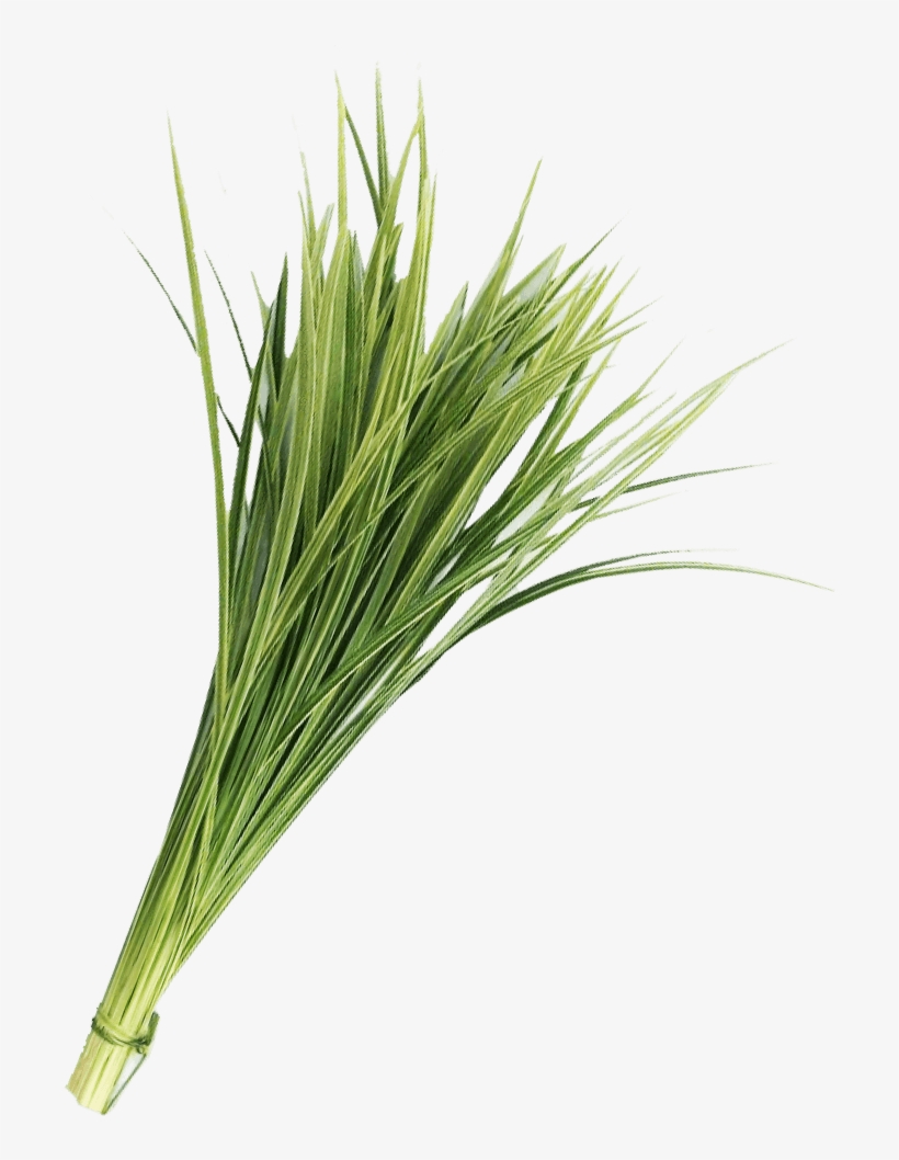 Lily Grass Variegated Greenery - Hierochloe, transparent png download