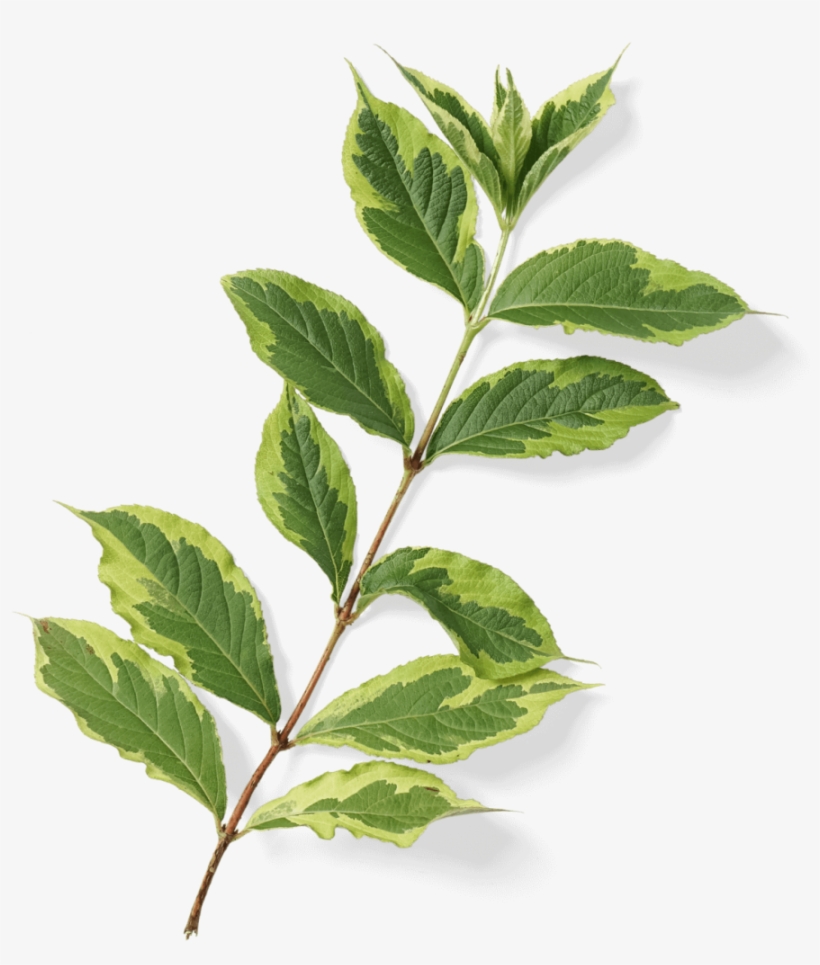 Pre-greened Products - Bay Laurel, transparent png download