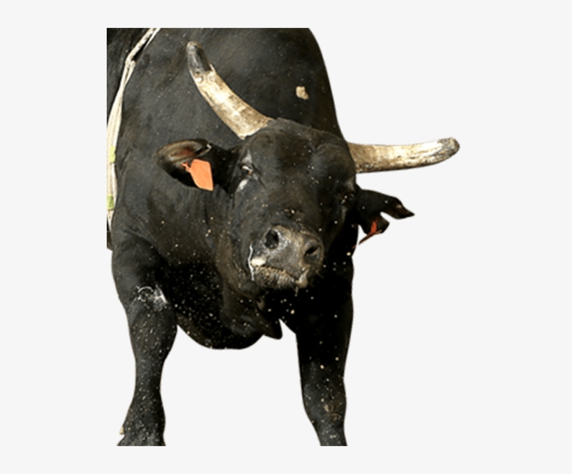 Shelley's Gangster - Bull, transparent png download