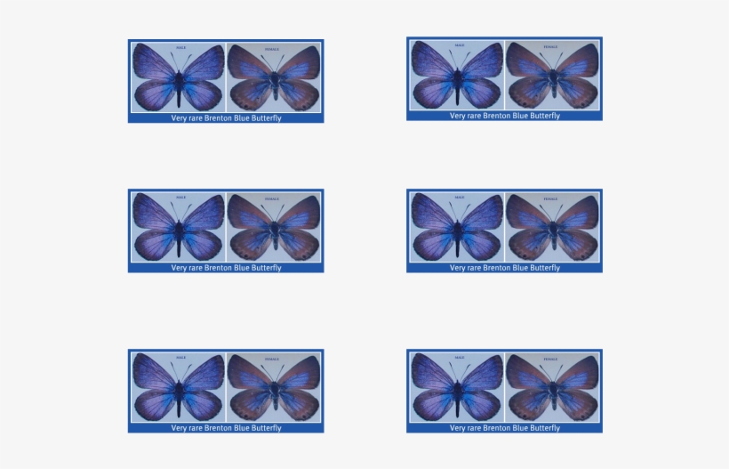 Papilio Machaon, transparent png download