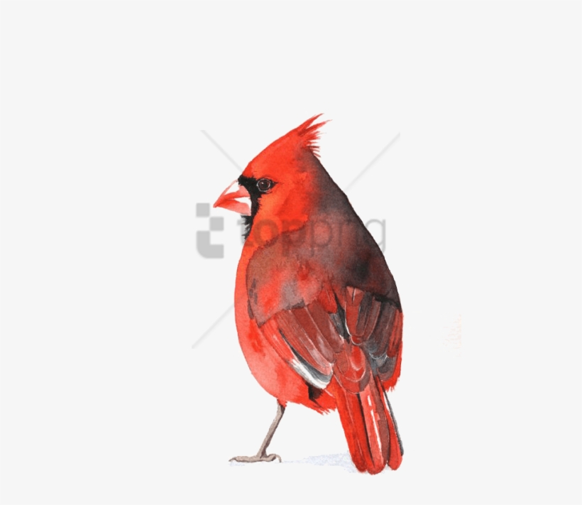 Free Png Download Watercolour Cardinal Png Images Background - Cardinal Watercolor Transparent Background, transparent png download