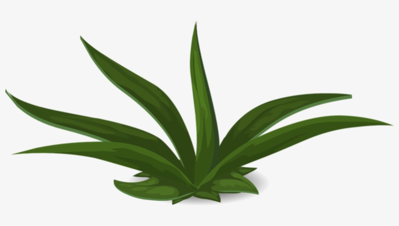 Plants, transparent png download