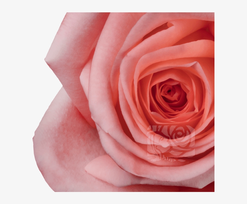 Light Pink Roses - Floribunda, transparent png download