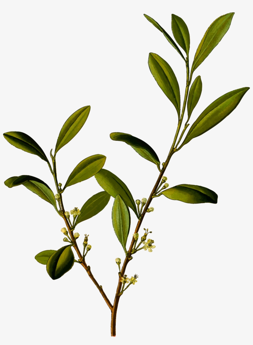 Coca - Vintage Plants, transparent png download
