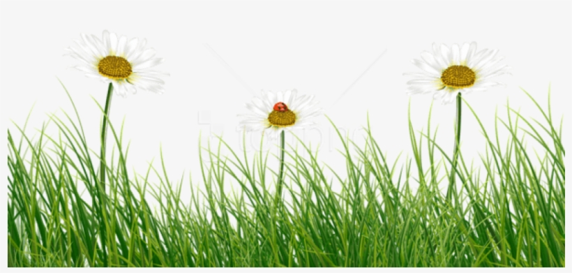 Free Png Green Grass With Daisies And Ladybug Png Images - Common Daisy, transparent png download
