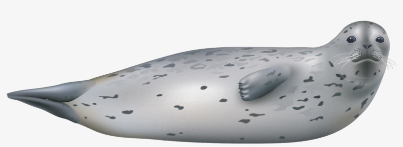 Harbor Seal Png Pic - Harbor Seal Png, transparent png download
