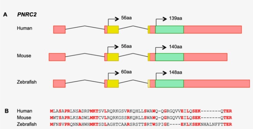 Annotation Of The Proline-rich Nuclear Receptor Coactivator - Diagram, transparent png download