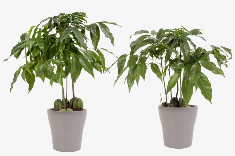 3 × Potted Plant Aloe - Cyperus Alternifolius, transparent png download