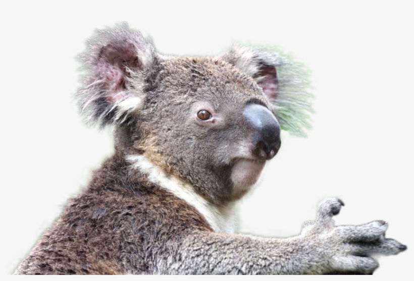 Koala Png Image - Animales En Extincion 2017, transparent png download