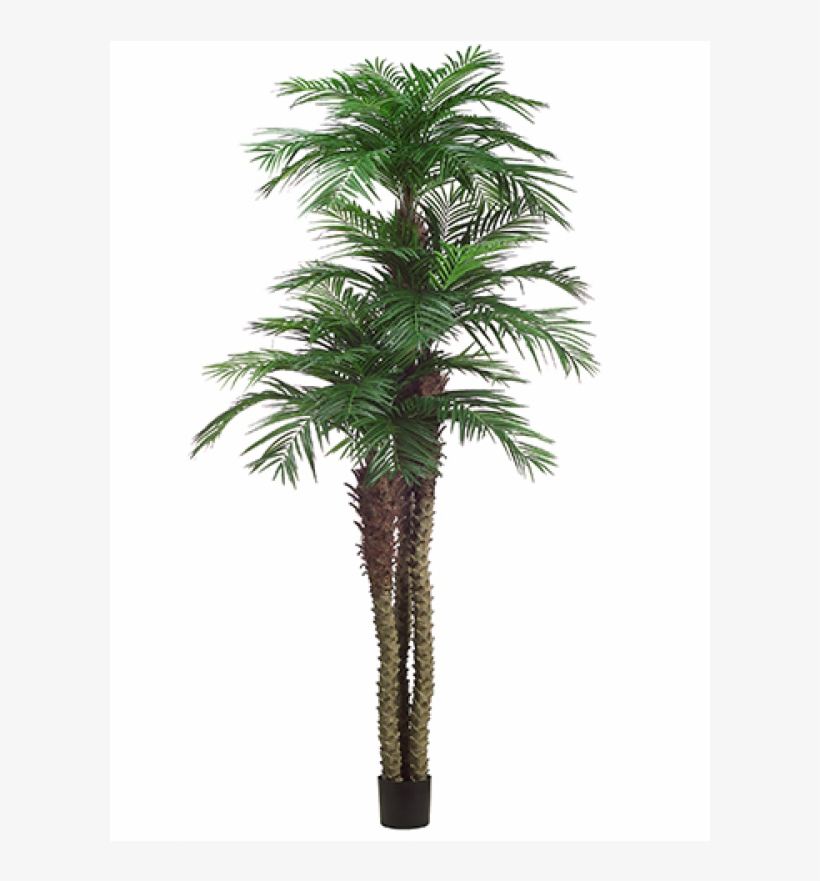 10' 8' 6' Tropical Area Palm Tree X3 W/1781 - Borassus Flabellifer, transparent png download
